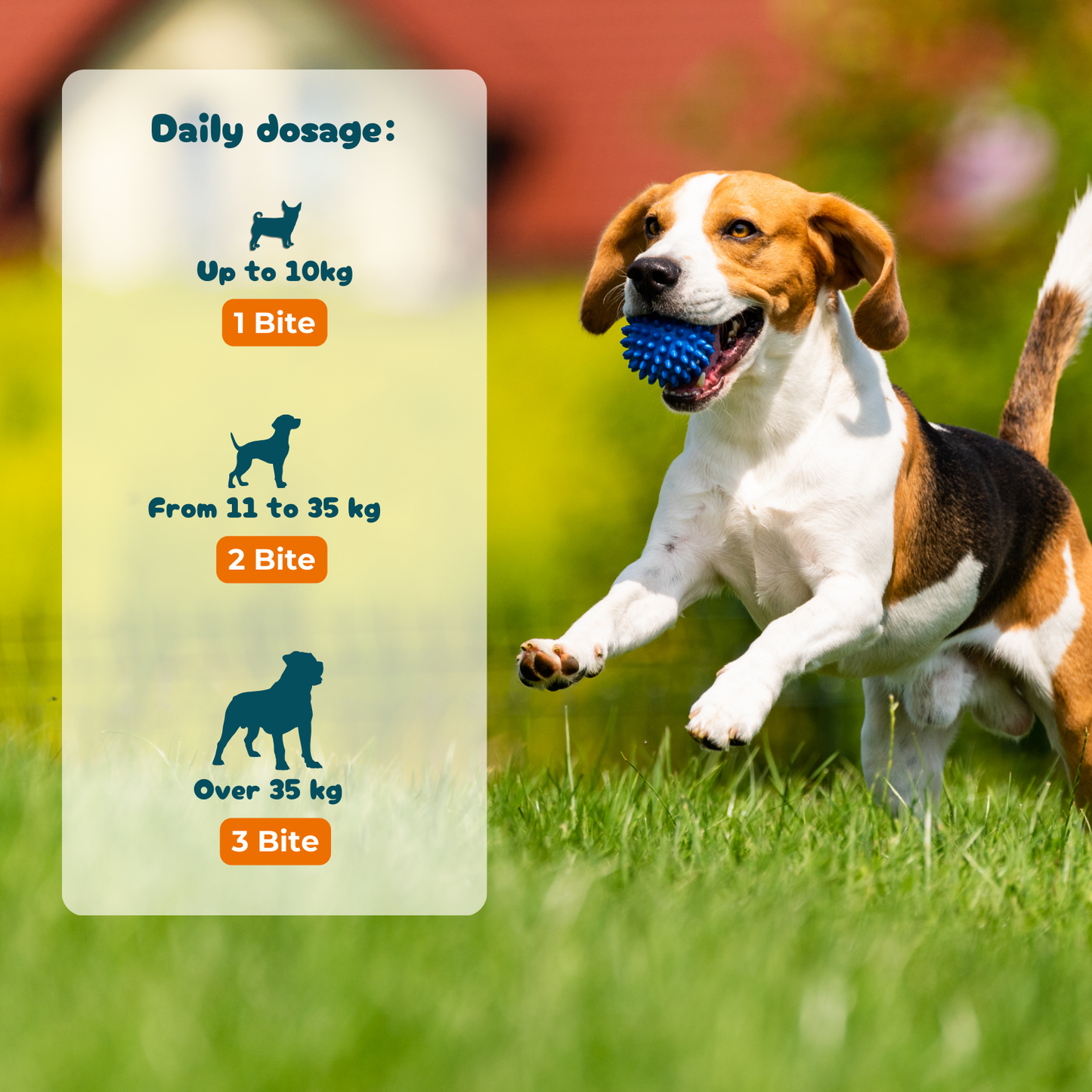 Teeth, Gums & Breath - Oral Hygiene Supplement