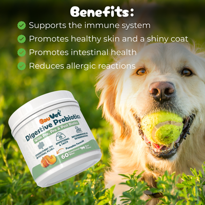 Digestive Probiotics - Supplement for Intestinal Care