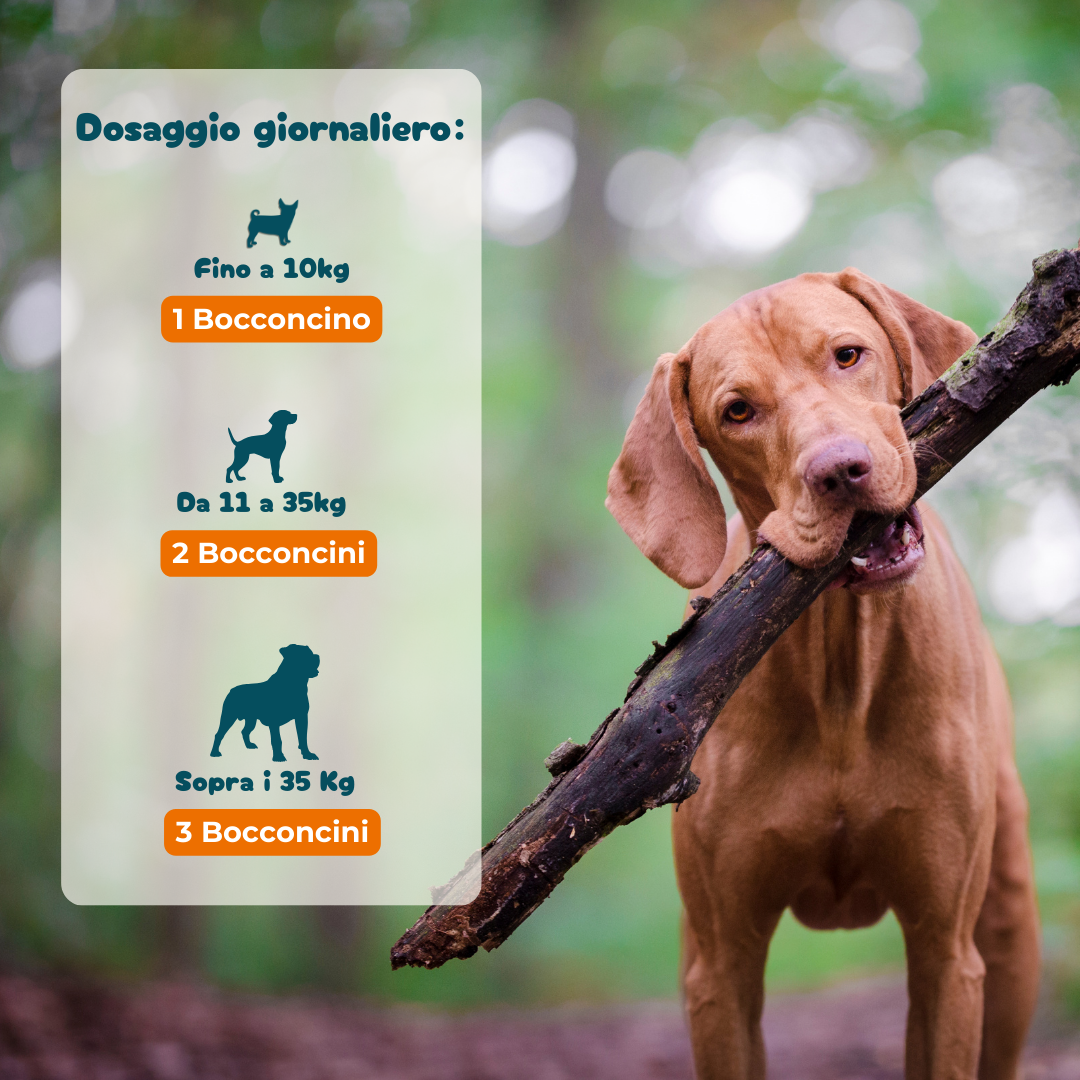 Probiotici Digestivi - Integratore per la cura dell'Intestino